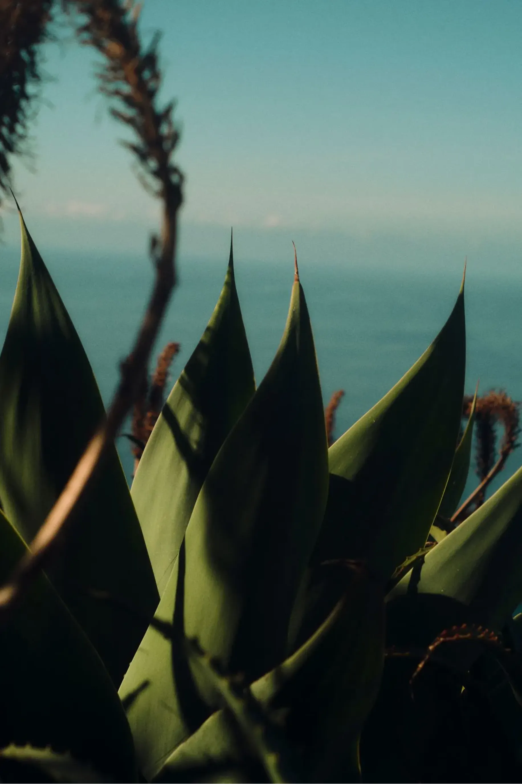 Coastal planting and sea view at Palm Jumeirah
